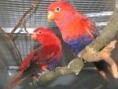 /album/lori-modrobrichy-violet-necked-lory/lori-modrobrichy-3-jpg/